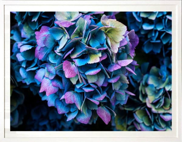 NZ Photography Blue Hydrangea by Anna Killgour-Wilson