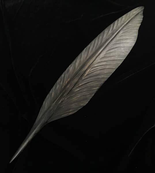 Black Bird Kauri, by Mat Scott