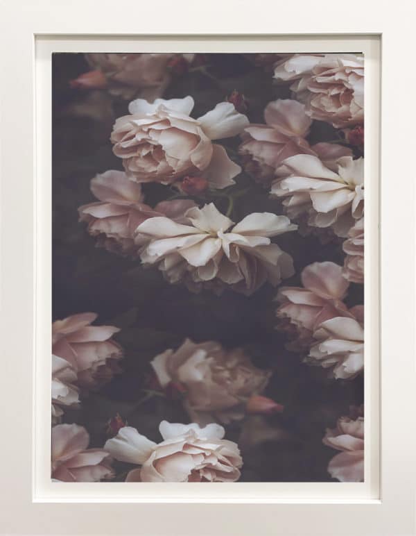 Botanical photograph - English Roses by Marina de Wit