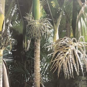 New Zealand nature painting, Homecoming - Nikau Giants by Alison Gilmour