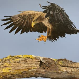 Bird painting - White Tailed Eagle by Clive Jepson