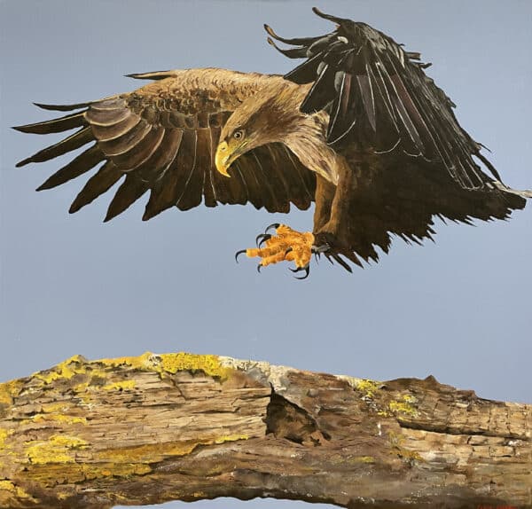 Bird painting - White Tailed Eagle by Clive Jepson
