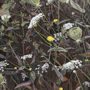 Botanical painting - Meola Reef, Queen Anne's Lace 2 by Sarah Chetwin