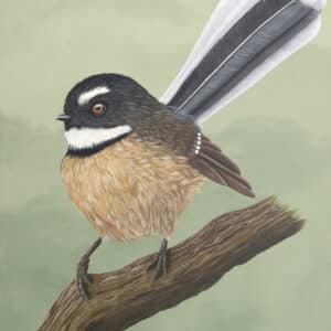 New Zealand native bird painting - Fantail Portrait by Claire Erica