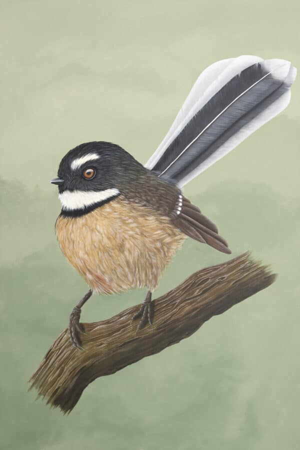 New Zealand native bird painting - Fantail Portrait by Claire Erica