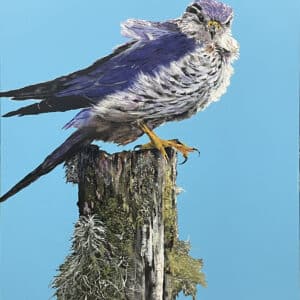 Bird painting - The Hungry Peregrine by Clive Jepson