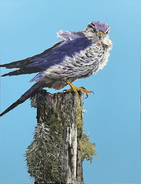 Bird painting - The Hungry Peregrine by Clive Jepson